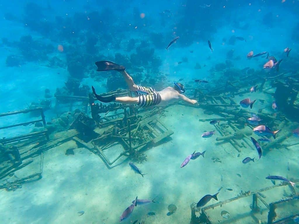 A man in striped board shorts snorkeling over a shipwreck in Barbados. The water is clear and there are fish swimming around him.