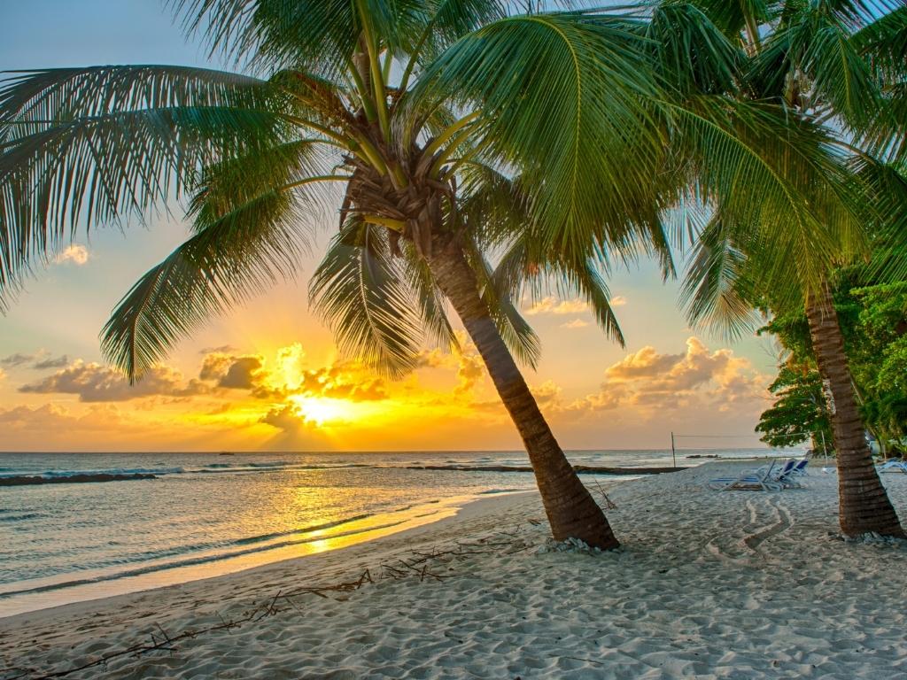 Sunset at a beach in Barbados. There are two palm trees in the foreground and sun loungers in the background