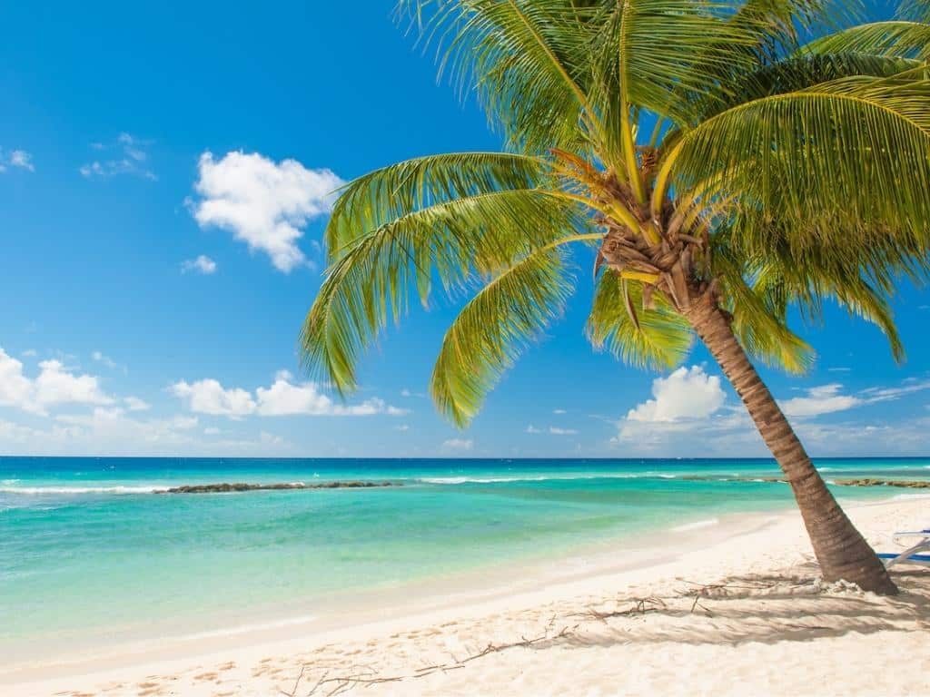 A white sand beach and a single palm tree in Barbados